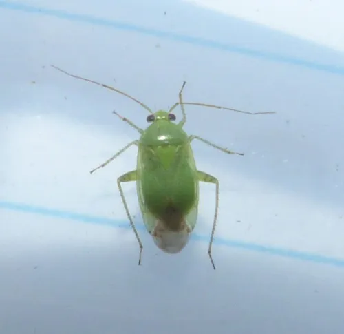 Apolygus spinolae - photo 3