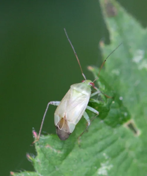 Apolygus spinolae - photo 4
