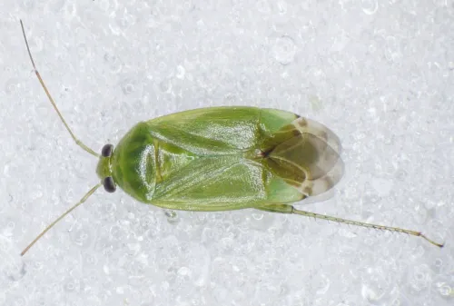 Apolygus spinolae - photo 5