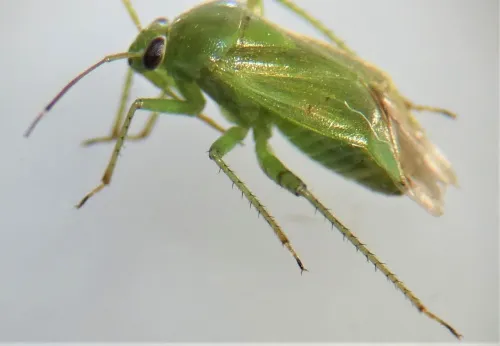 Apolygus spinolae - photo 6