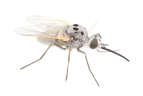 Apolysis quinquenotata