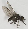 Apolysis sigma