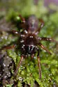 Apomastus kristenae