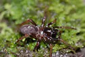 Apomastus kristenae - photo 2