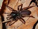 Apomastus schlingeri - photo 2