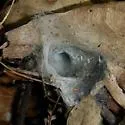 Apomastus schlingeri - photo 4