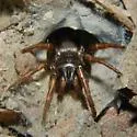 Apomastus schlingeri - photo 5