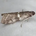 Apomyelois bistriatella - Hodges#5721 - photo 2
