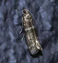 Apomyelois bistriatella - Hodges#5721 - photo 3