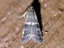 Apomyelois bistriatella - Hodges#5721 - photo 4