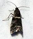 Apomyelois bistriatella - Hodges#5721 - photo 5