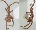 Apopria coveri