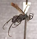Aporinellus basalis