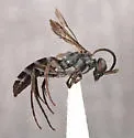 Aporinellus basalis - photo 2