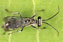 Aporinellus completus