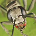 Aporinellus completus - photo 2