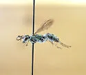 Aporinellus fasciatus