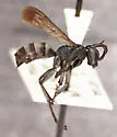Aporinellus medianus