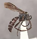 Aporinellus medianus - photo 2