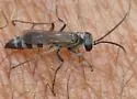 Aporinellus taeniolatus