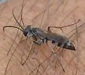 Aporinellus taeniolatus - photo 2