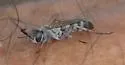 Aporinellus taeniolatus - photo 3