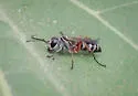 Aporinellus taeniolatus - photo 4
