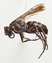 Aporinellus yucatanensis