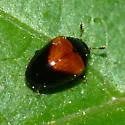 Aporotritoma pulchra