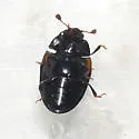 Aporotritoma pulchra - photo 2