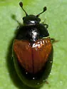 Aporotritoma pulchra - photo 4