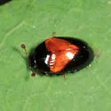 Aporotritoma pulchra - photo 5