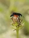 Aporus concolor