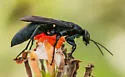 Aporus concolor - photo 2