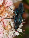 Aporus hirsutus