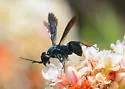 Aporus hirsutus - photo 2
