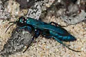 Aporus hirsutus - photo 3