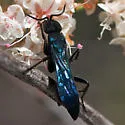 Aporus hirsutus - photo 4