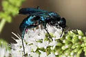 Aporus hirsutus - photo 5