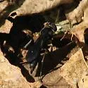 Aporus niger - photo 2