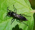 Aporus niger - photo 3