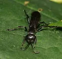 Aporus niger - photo 4