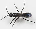 Aporus niger - photo 5