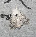Apotolype brevicrista - Hodges#7681