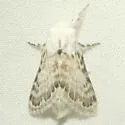 Apotolype brevicrista - Hodges#7681 - photo 2