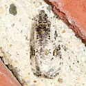 Apotomis albeolana - Hodges#2763