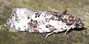 Apotomis albeolana - Hodges#2763 - photo 2