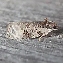 Apotomis albeolana - Hodges#2763 - photo 3