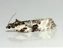 Apotomis albeolana - Hodges#2763 - photo 4