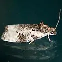 Apotomis albeolana - Hodges#2763 - photo 5